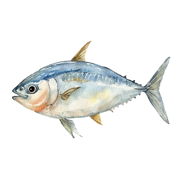 Bonito fish vector illustration in watercolour style