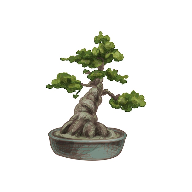 Bonsai boom in pot vector vintage uitkomen kleur illustratie geïsoleerd op wit