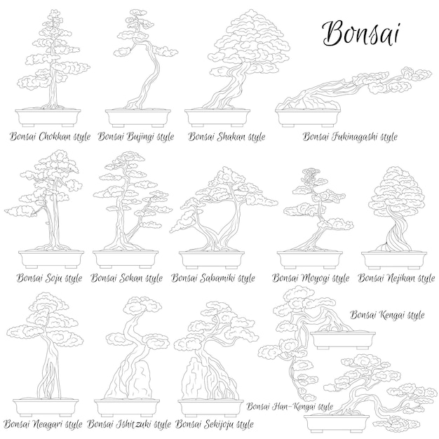 Bonsai different styles of miniature trees the art of growing dwarf plants