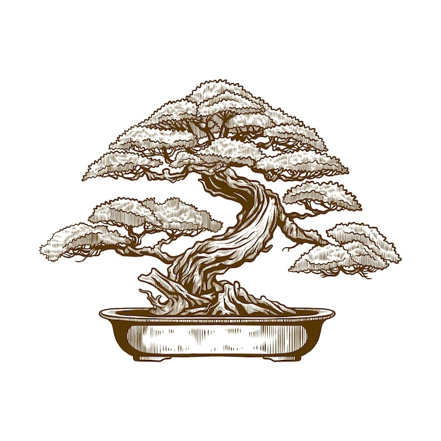 Bonsai in the style of old engraved illustrations