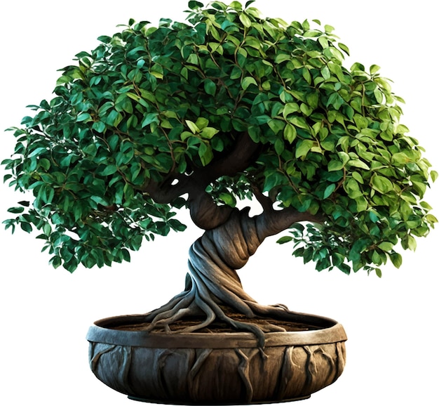 Vector bonsai tree isolated