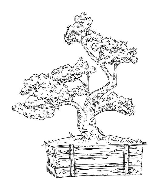 Bonsai tree in pot. vintage vector black engraving illustration