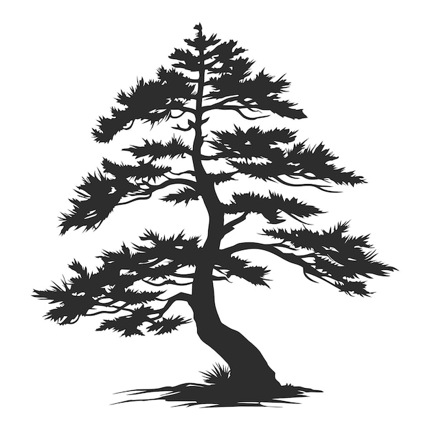 boom pijnboom silhouet cipres evengreen vector cederbos hout illustratie