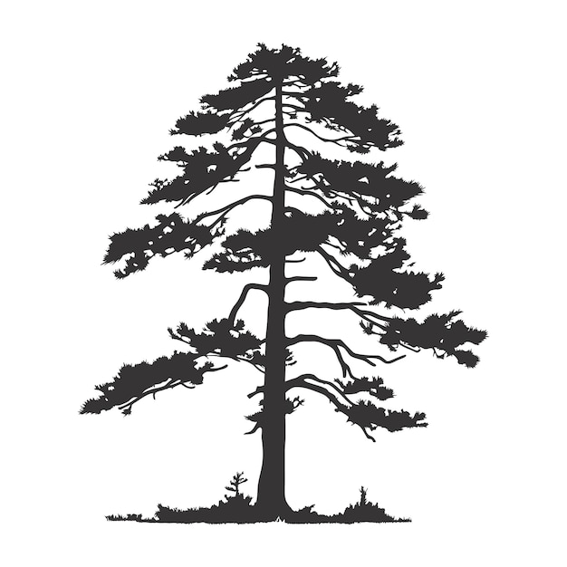 boom pijnboom silhouet tattoo logo cipres groenblijvend cederbos hout vector