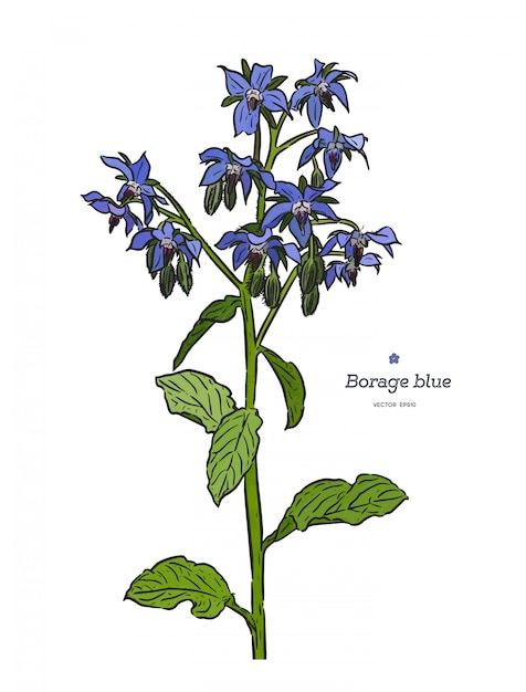 벡터 borage (borago officinalis), 또는 별꽃 손으로 그린 스케치. 빈티지 약초와 향신료. 파란 꽃과 꽃 봉 오리 복고풍 세트. 식물 화려한 벡터