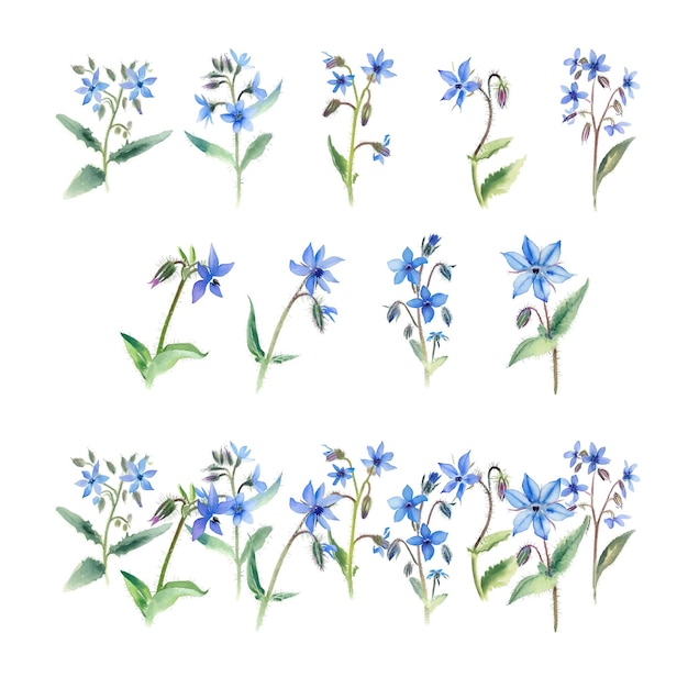 Vector borage waterkleur blauwe bloemen op een witte achtergrond met de hand getekende illustratie