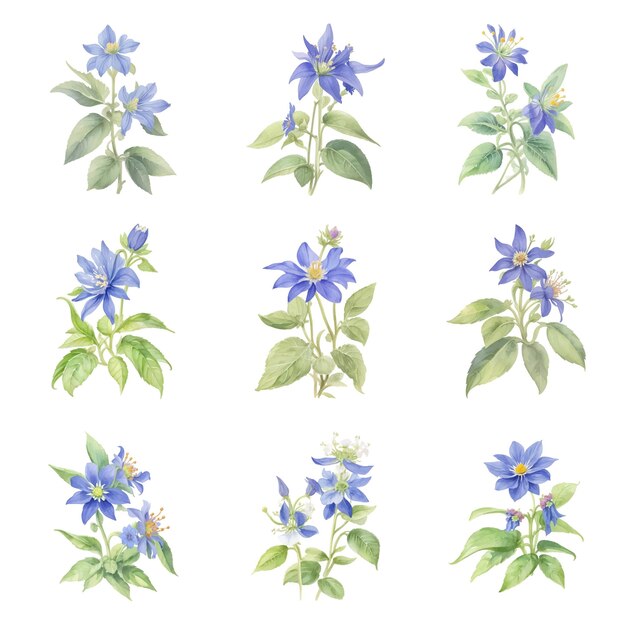 Vector boragewatercolor set of blue flowers on a white background vector illustration