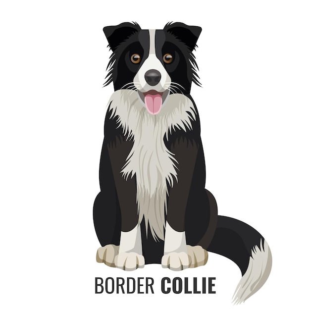 Vector border collie-huisdier zit geïsoleerd op wit met zijn naam onder vectorillustratie. grote binnenlandse realistische hond met open mond