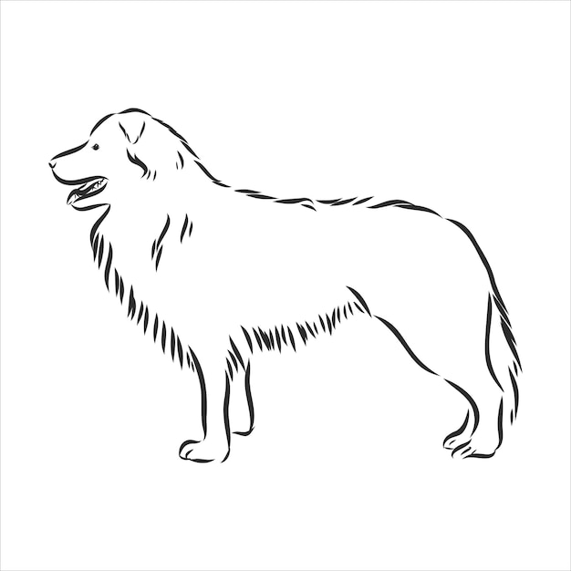 Vector border collie vector isolated hand drawing illustration in black color on white background