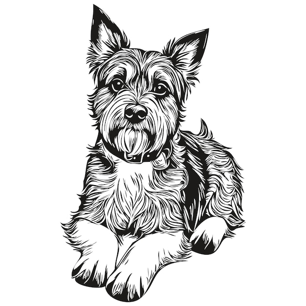 Vector border terrier hond hoofdlijn tekening vectorhand getekende illustratie met transparante achtergrond realistisch ras huisdier