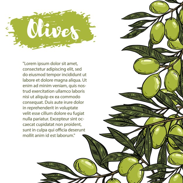 Border with colorful olives. the pattern with space for text. for flyer, booklet for advertising and .