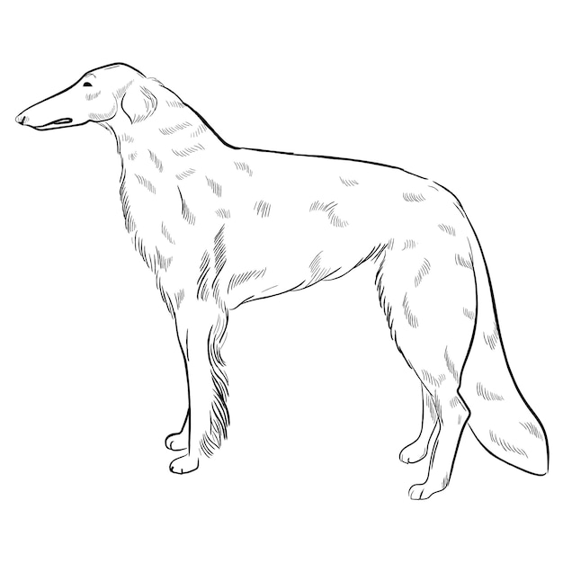 흰색 배경에 고립 된 Borzoi 개