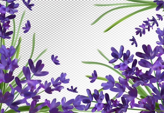 Bos aroma lavendel. violet lavender-ruimte. geurige lavendel
