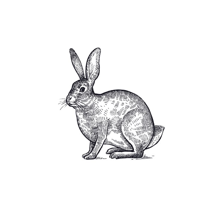 Vector bos dieren haas illustratie.