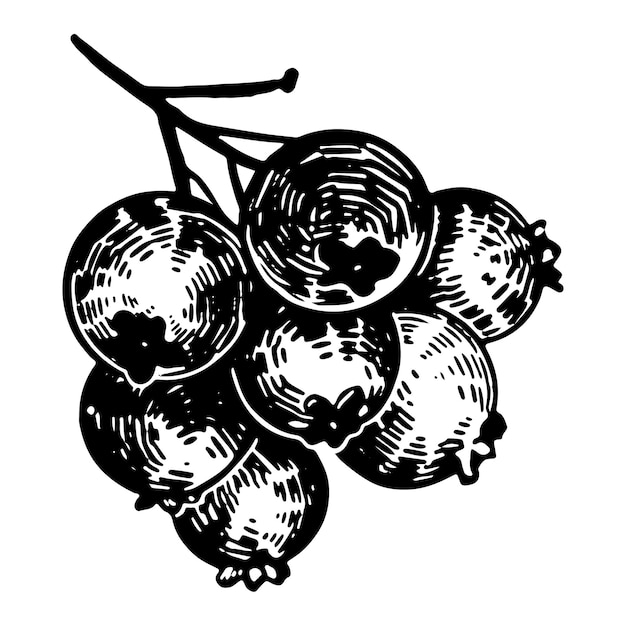 Bosbes takje bessen clipart Zomer eetbare oogst Hand getrokken vectorillustratie Gravure stijl tekening geïsoleerd op wit