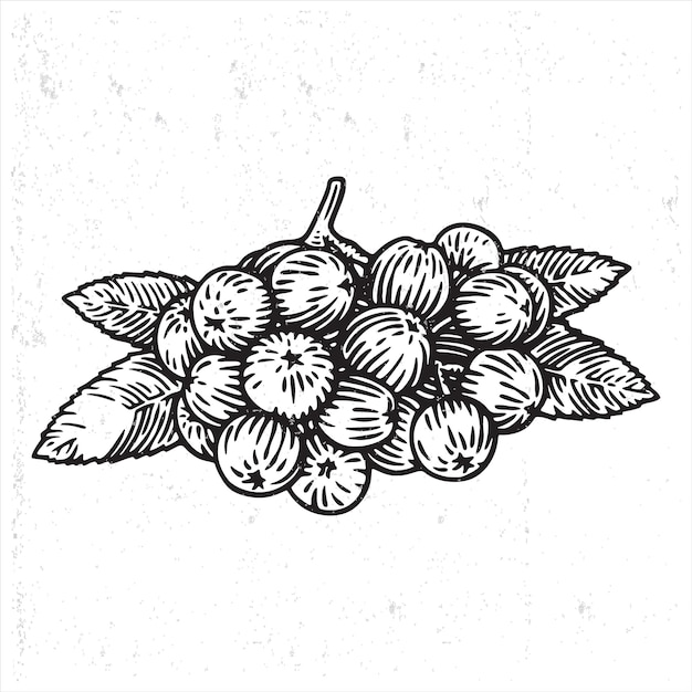 bosbessen fruit vector in de hand tekenen