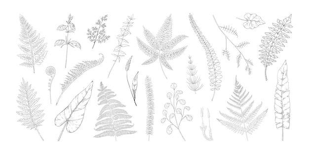 Vector bosbladeren handgetekend varengebladerte gras en struiken groen vintage wilde botanische schets met bourgeon en spruit geïsoleerde natuurlijke zwarte en witte elementen instellen vector grafische flora sjablonen