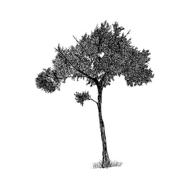 Дерево босоти1