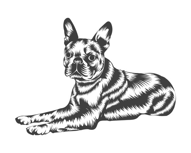 Boston terrier breed vector illustration, boston terrier dog vector on white background for t-shirt,