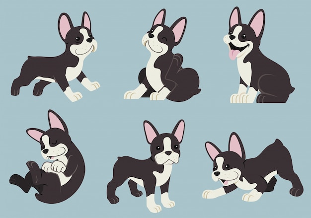 Boston terrier dog set