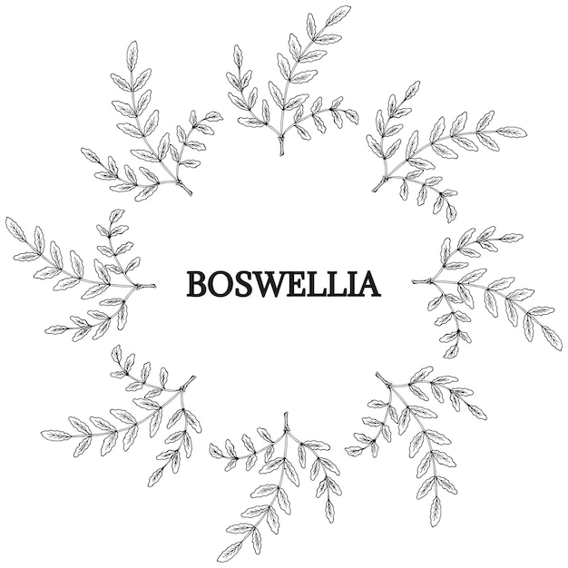 Boswellia rond frame 2