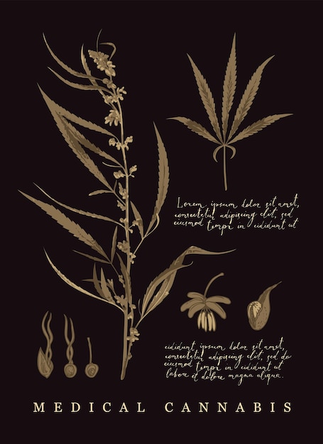 Vector botanic poster with herbal plant