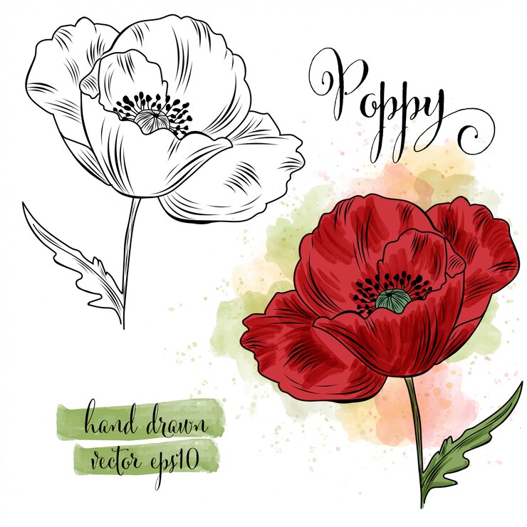Botanical art watercolor poppy flower