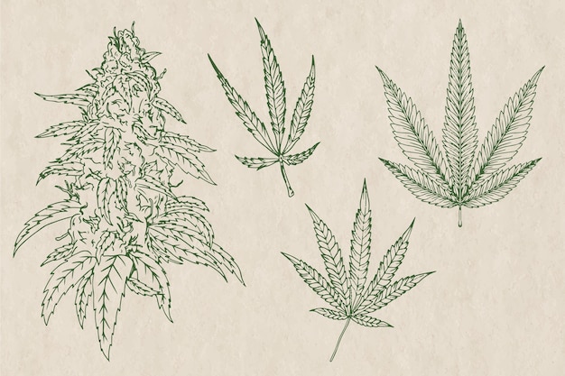 Vector botanical cannabis leaves