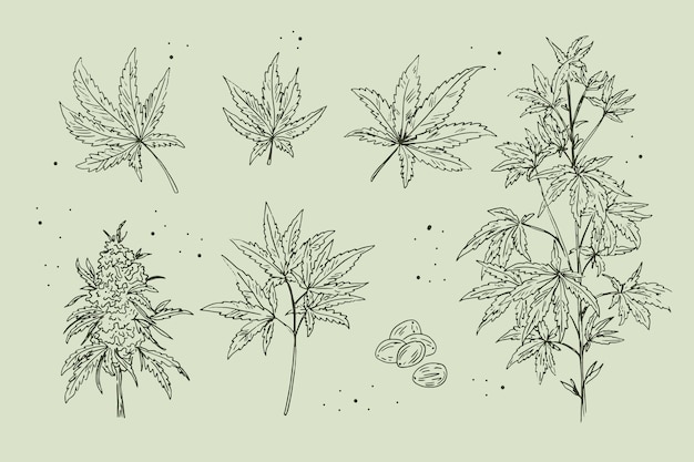 Vector botanical cannabis leaves