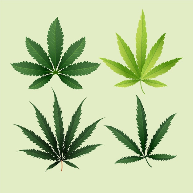 Botanical cannabis leaves