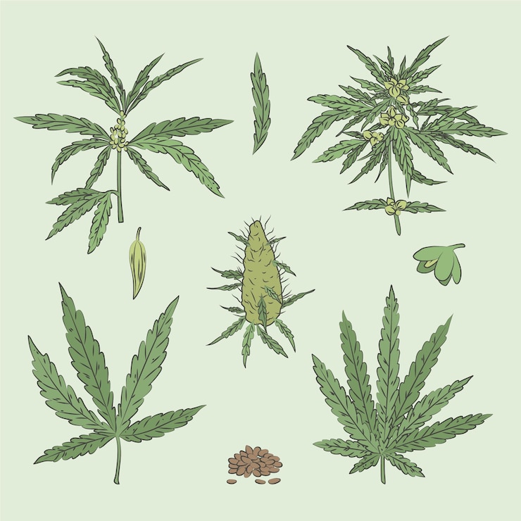 Vector 植物性大麻の葉