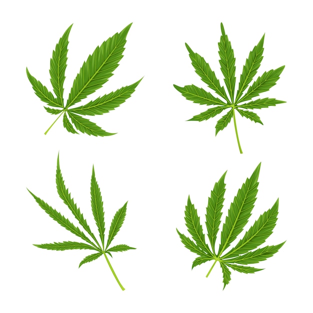 Botanical cannabis leaves