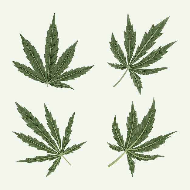 Botanical cannabis leaves