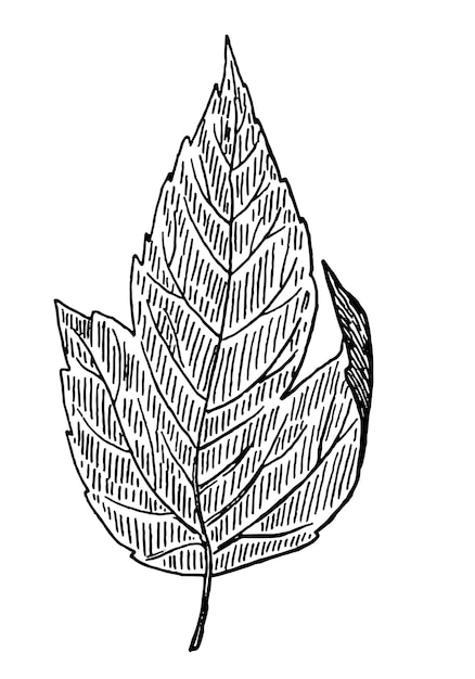 Botanical clipart of outline leaf hand drawn vector illustration black ink sketch of plant isolated on white background