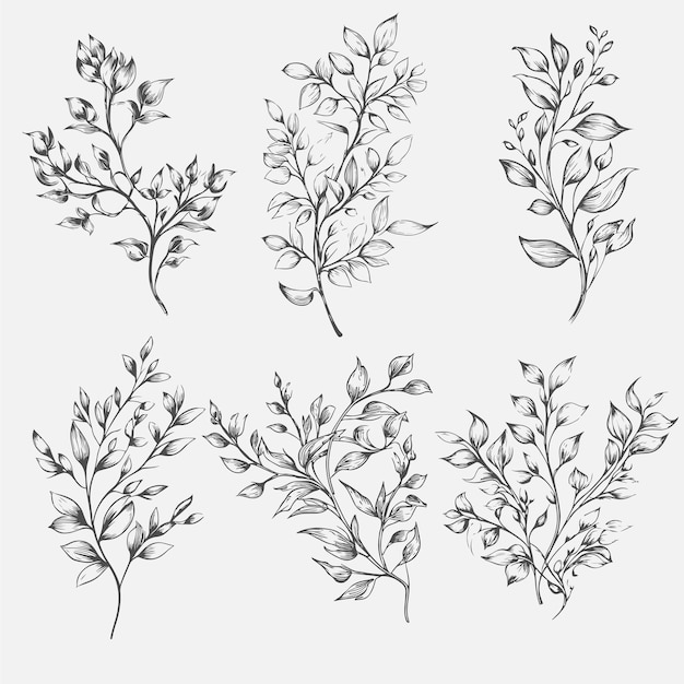 Botanical decorative ornament set vector illustration