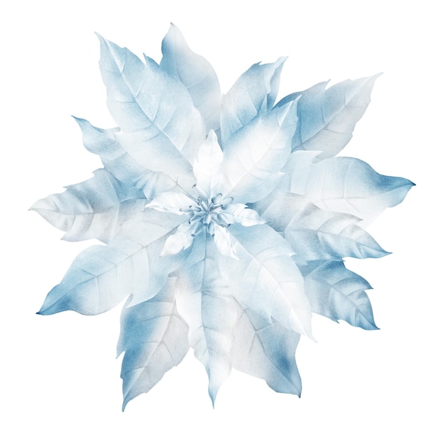 botanical drawing christmas poinsettia flower winter poinsettia flower in realistic style