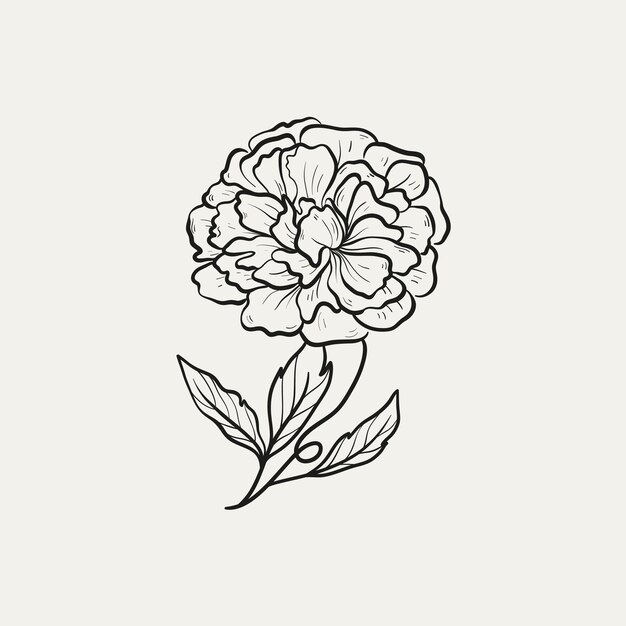 Botanical drawing minimal plant logo botanical graphic sketch drawing meadow greenery