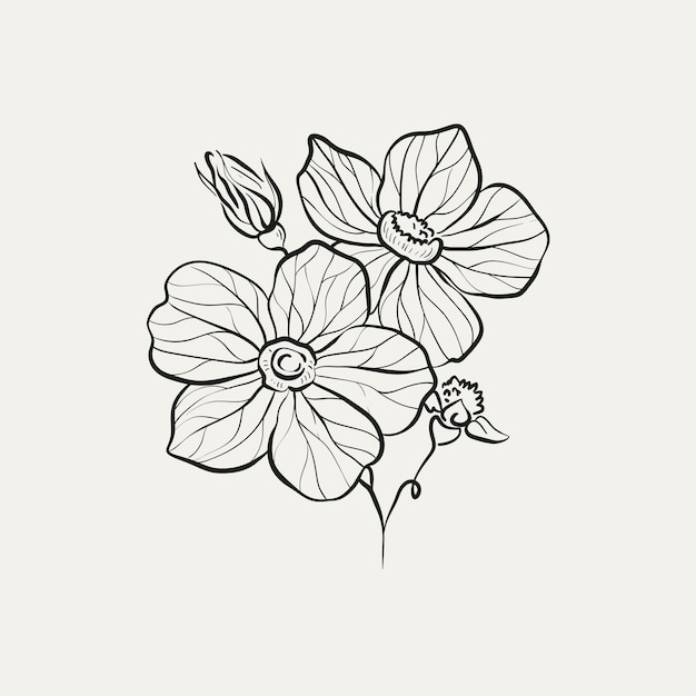 Vector botanical drawing minimal plant logo botanical graphic sketch drawing meadow greenery