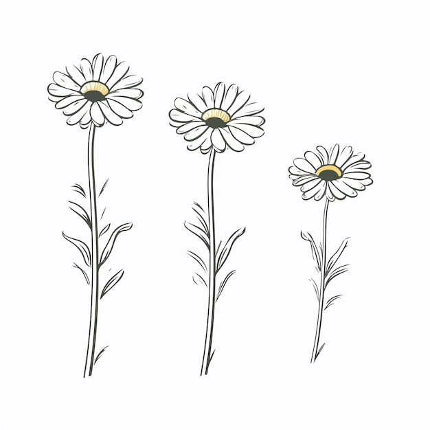 Vector botanical elegance captured in vector chamomile illustrations with intricate details