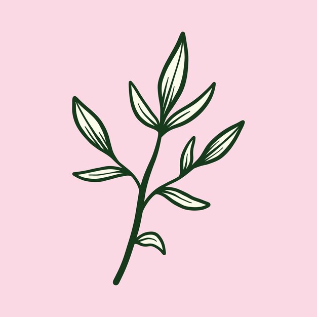 botanical floral illustration vector