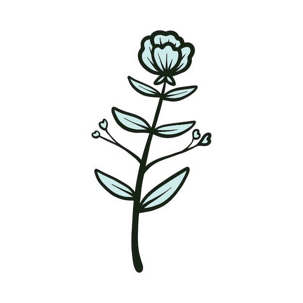 botanical floral vector illustration