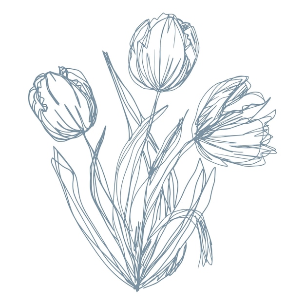 Botanical floristic sketch bouquet contour flowers tulips open buds and closed with twigs and leaves Vector isolated minimalistic flowers