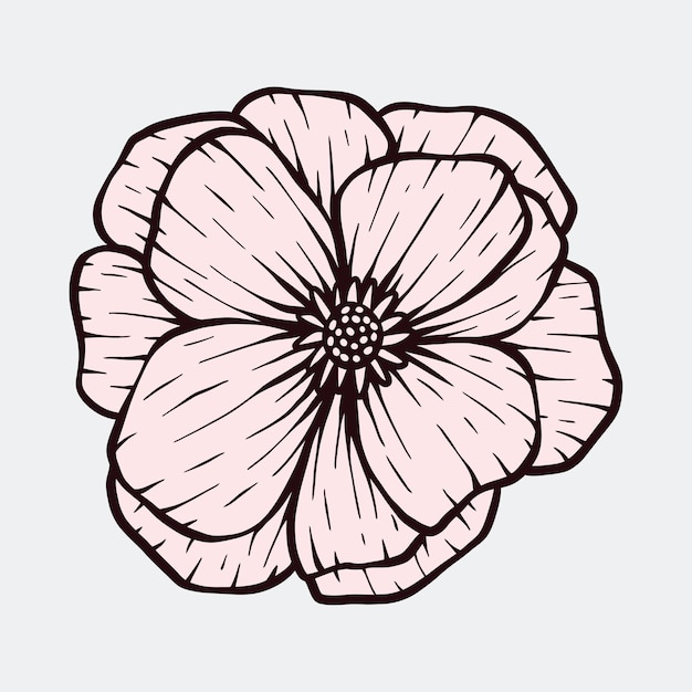 botanical flower floral illustration vector