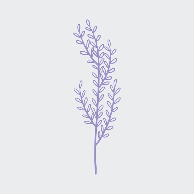 botanical flower illustration vector element