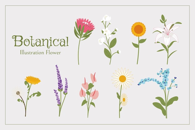 Set di illustrazioni di fiori botanici