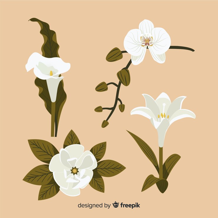 Vector 植物の花と葉のコレクション