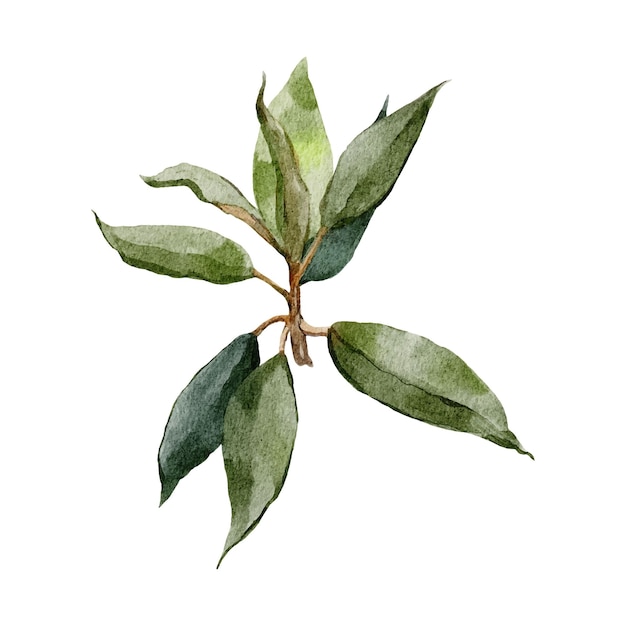 植物の緑の枝白背景