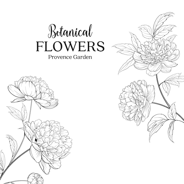 Botanical hand drawn flowers 