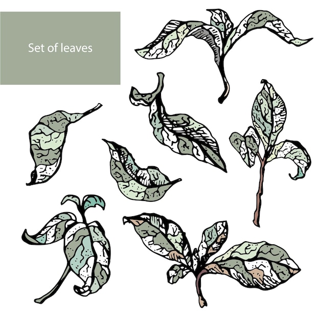 ベクトル 植物の手描きの葉セットベクトル花の要素
