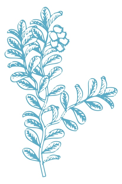 Botanical illustration drawing medical herbs hand drawn plant